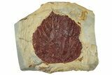 Fossil Leaf (Beringiaphyllum) - Montana #262366-1